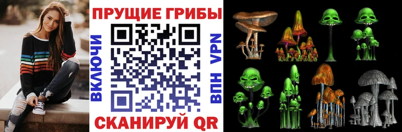 Псилоцибиновые грибы Cubensis Ессентукская